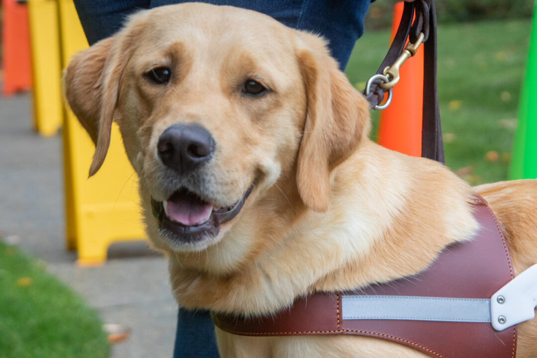 A smiling guide dog with colorful traffic cones in the background.