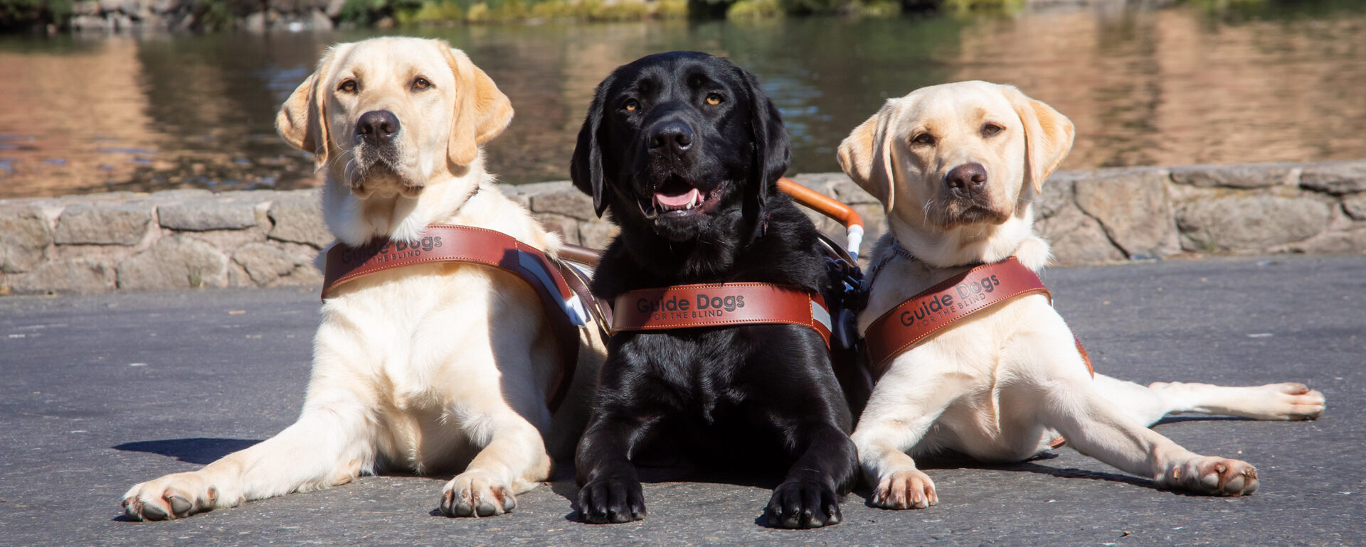A trio of guide dogs pose lying on a path facing the camera.