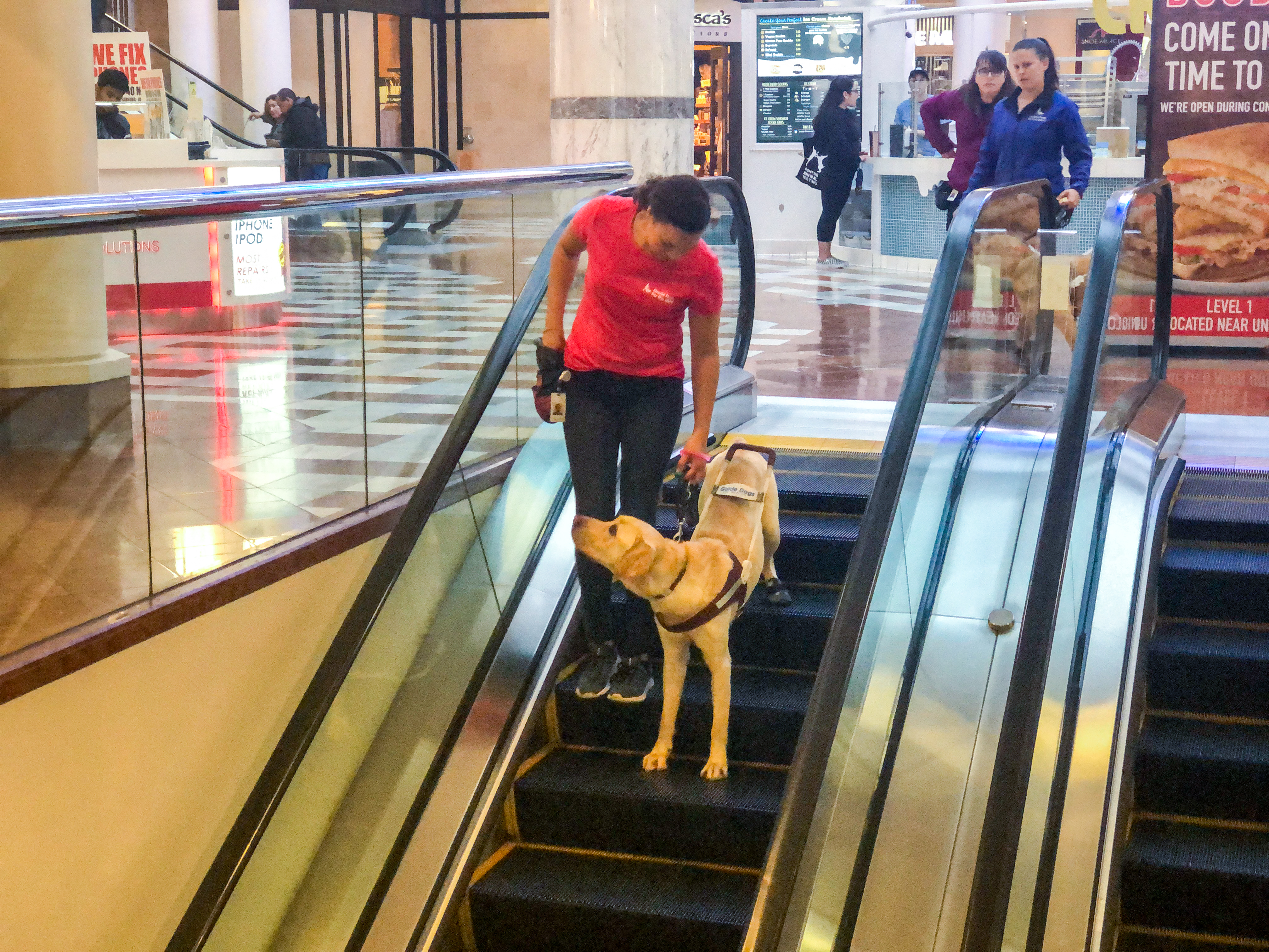 A GDB staff member teaches a yellow Lab guide dog in training how to travel on an escalator in a mall.