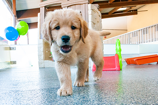BettyRose, a Lab/Golden Retriever cross puppy smiles into the camera.