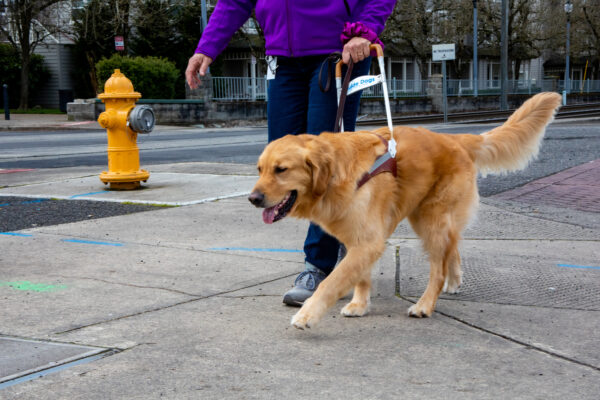 GDB instructor walks with a Golden Retriever guide dog in training.