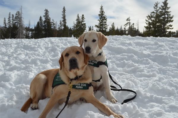 Two yellow Lab guide dog puppies in training sit together in the snow on a bright day.