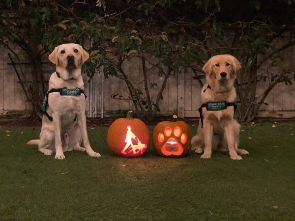 Two guide dog puppies are seated beside pumpkins. One pumpkin has the GDB logo carved into it and the other has a paw print.