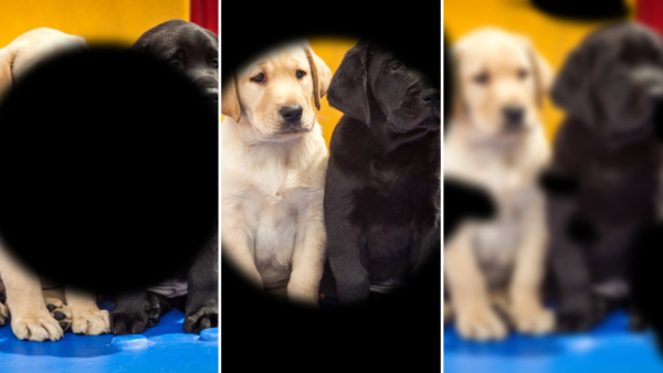 This image displays three views of the same photo featuring a yellow Lab and a black Lab puppy seated side by side. The first frame is obscured in the center to demonstrate central vision loss. The second is obscured around the periphery to demonstrate tunnel vision, and the third is blurred with sporadic obstructions to demonstrate spotted or blurred vision.