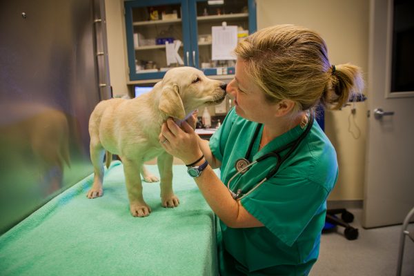 Veterinarian standing nose to nose with a yellow Lab puppy on the exam table.