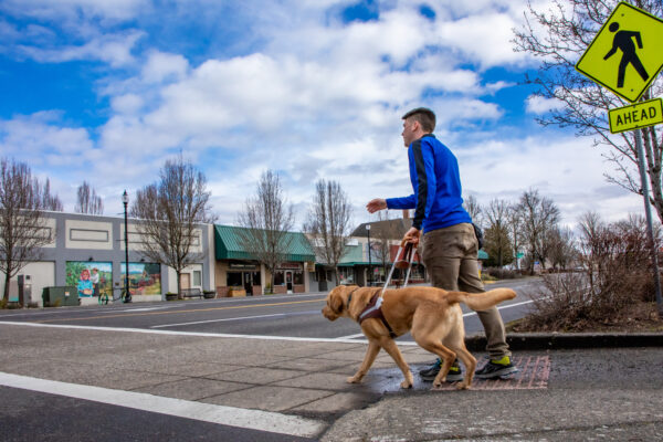 GDB instructor crosses a city street with a yellow Lab guide dog in training.