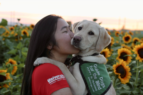 A yellow Lab puppy hugs her raiser with her paws up on her shoulders in a field of sunflowers.