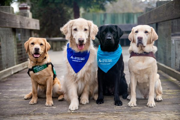 Four dogs in arow: a yellow Lab guide dog puppy, a Golden Retriever breeder dog, a black Lab K9 Buddy, and a yellow Lab guide dog.