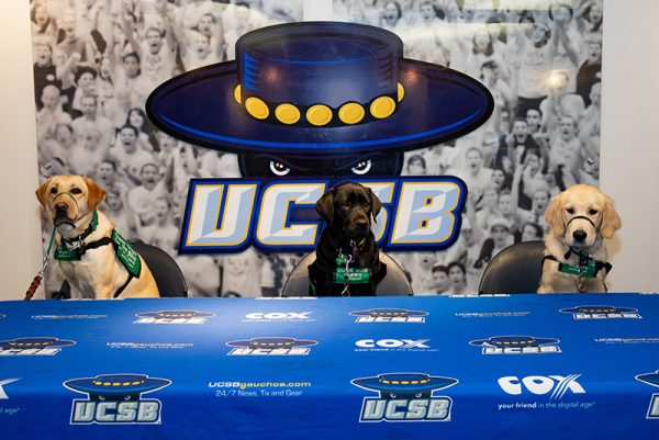 A trio of guide dog puppies sit at the media table for the UC Santa Barbara athletics department; a Gauchos logo is on the wall behind the table.