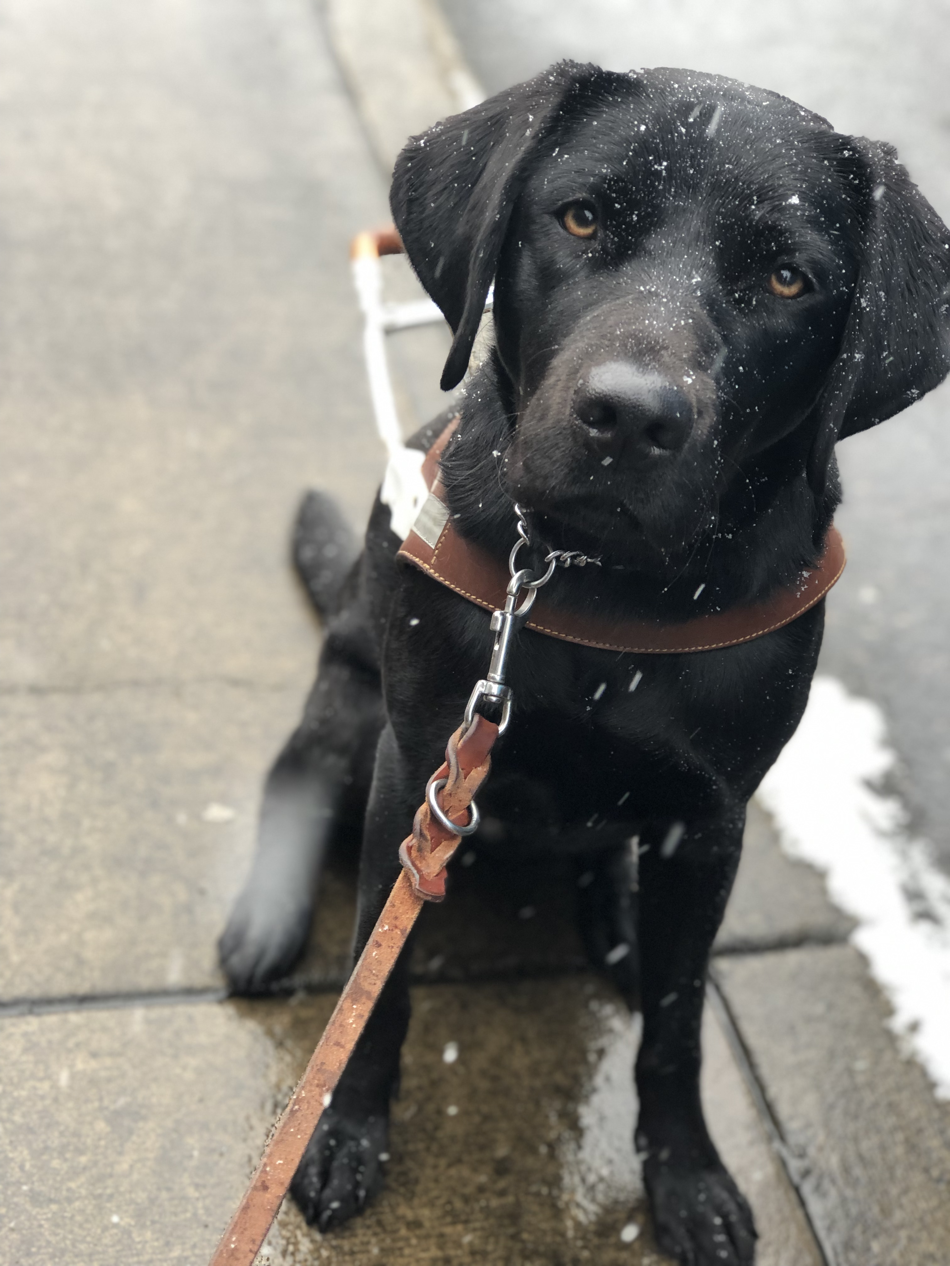A black Lab guide dog sprinkled with fresh-falling snow.