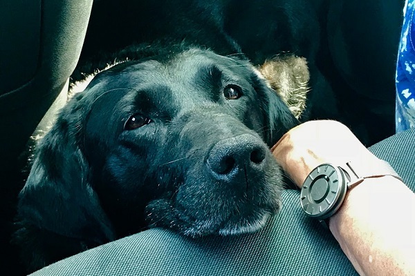 Tallulah resting on tour bus