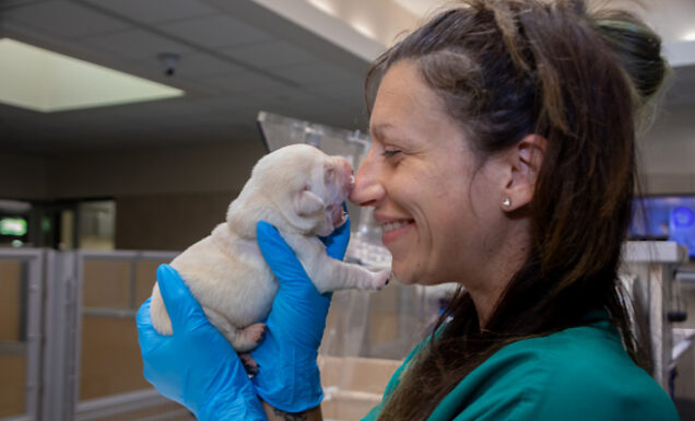 A kennel tech smiles nose to nose with a newborn yellow Lab puppy.