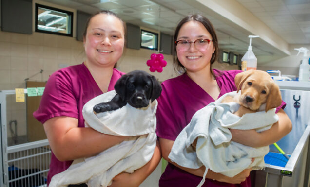 Two kennel techs hold yellow Lab and black Lab puppies wrapped in towels right out of the bath.