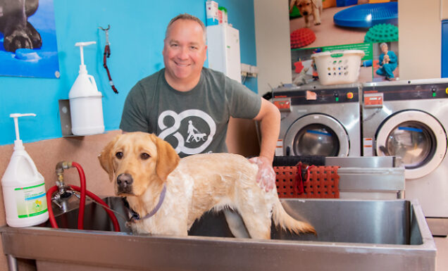 A kennel tech bathes a yellow Lab in a large industrial dog bath.