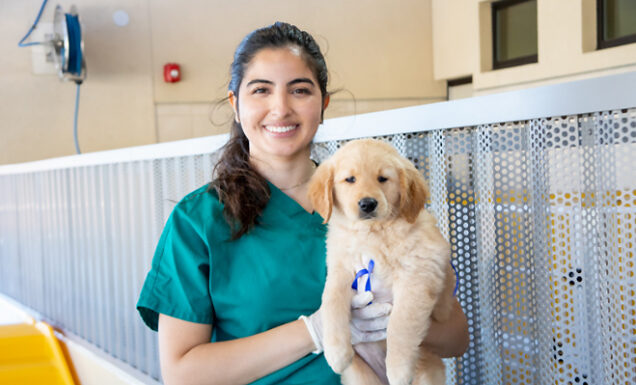 A kennel tech holds a fluffy Golden Retriever.