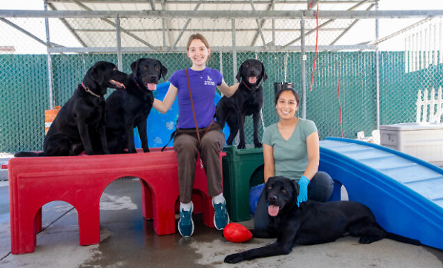 Two kennel technicians sit with four black Labs in the community play area.