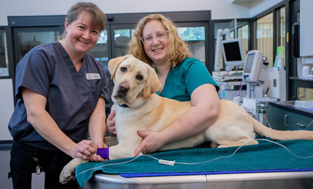 Two vet techs examine a yellow Lab in a vet clinic.