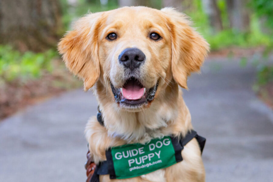 A Golden Lab puppy looking directly into the camera.