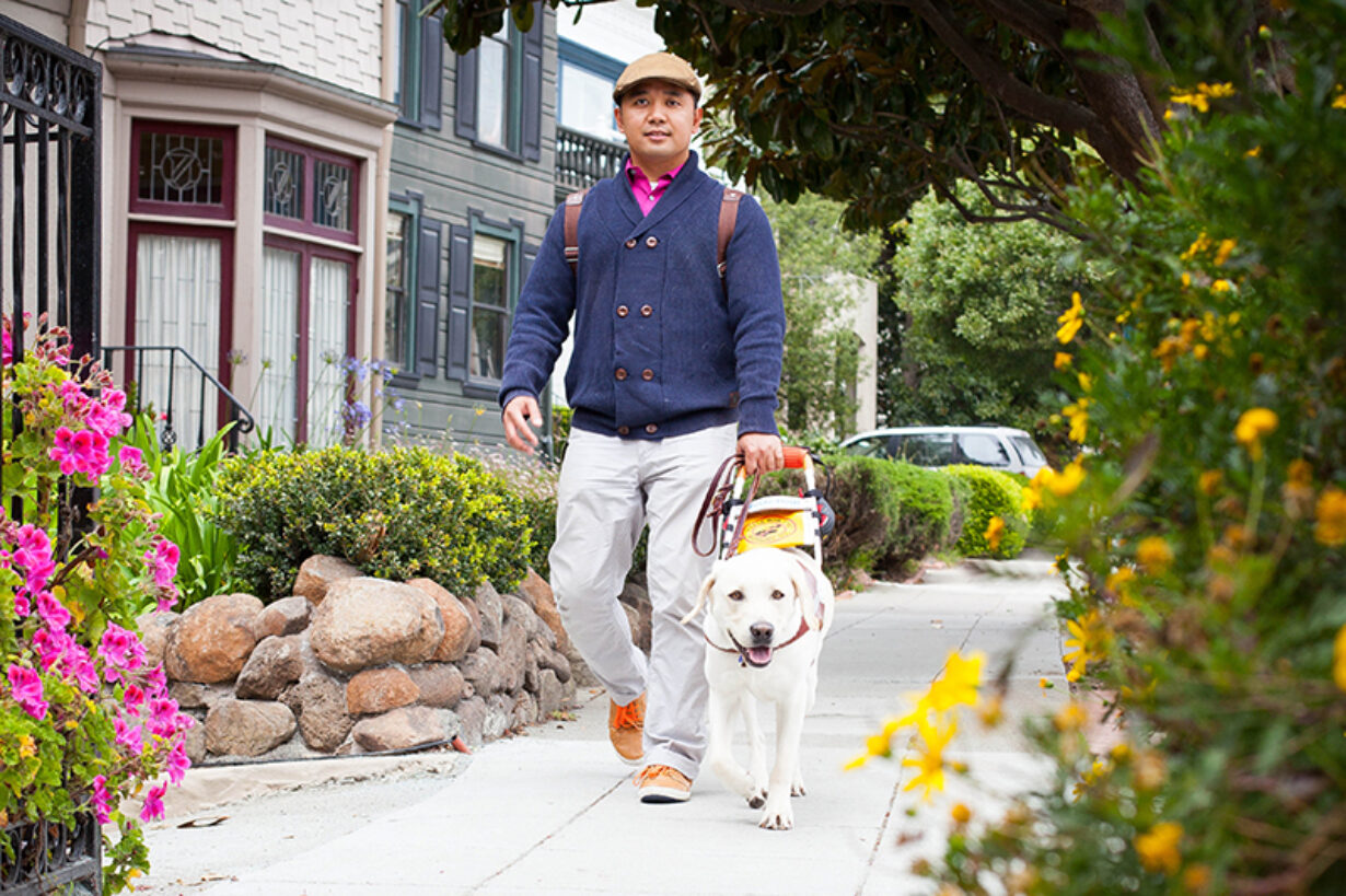 A man walks down a neighborhood sidewalk with his guide dog.