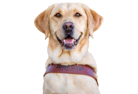 A smiling yellow Lab guide dog.