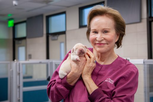 Christine Benninger holds a newborn yellow Lab puppy next to her face. She is wearing purple scrubs and stands inside the GDB Puppy Center.