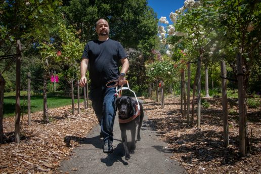 Jason walks with his black Lab guide dog, Morry through a pathway lined on either side with tall rose bushes.