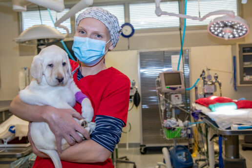 Dr. Alex snuggles a yellow Lab puppy during surgery prep. She smiles behind her personal protective equipment.