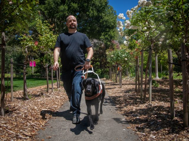 Jason walks with his black Lab guide dog, Morry through a pathway lined on either side with tall rose bushes.