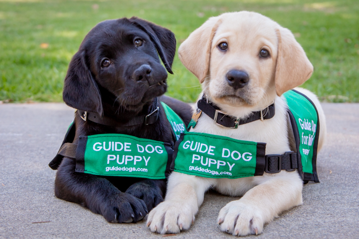 Two young guide dog puppies sit side by side.