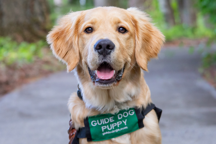 A smiling Golden Retriever guide dog puppy.