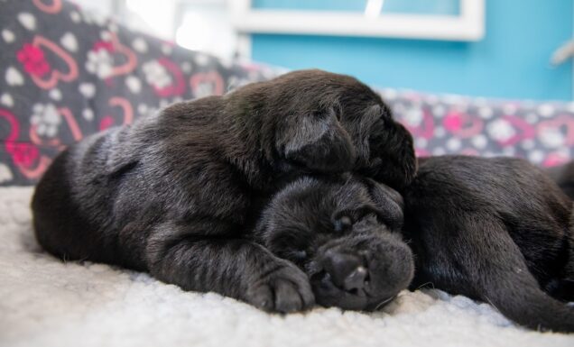 Two black Labrador neonates nestled together asleep. They are lying on a fleece surface with a heart and paw print patterned fabric in the background.