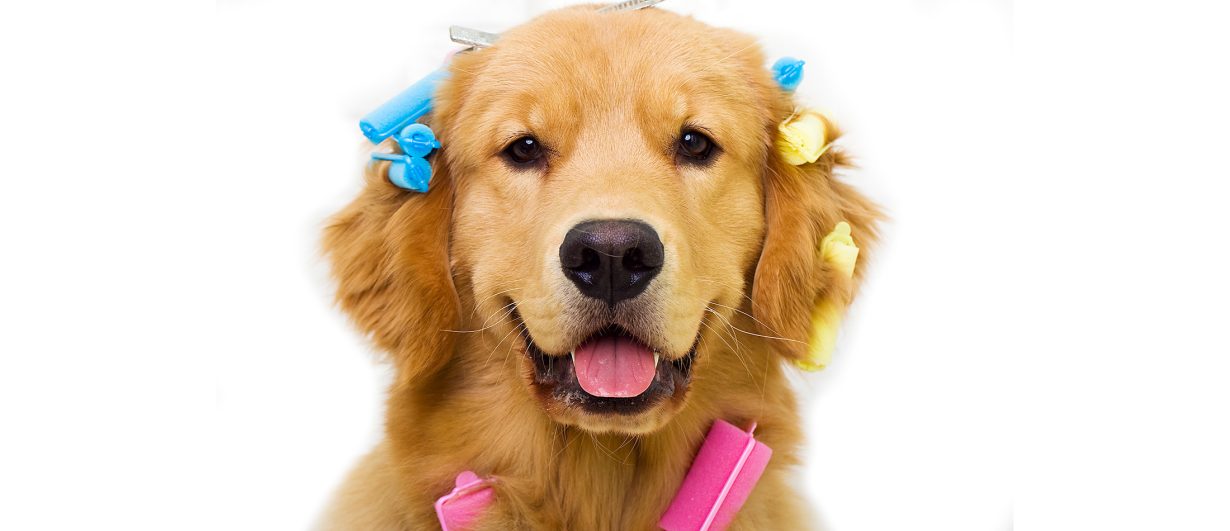 A guide dog with curlers in it's hair
