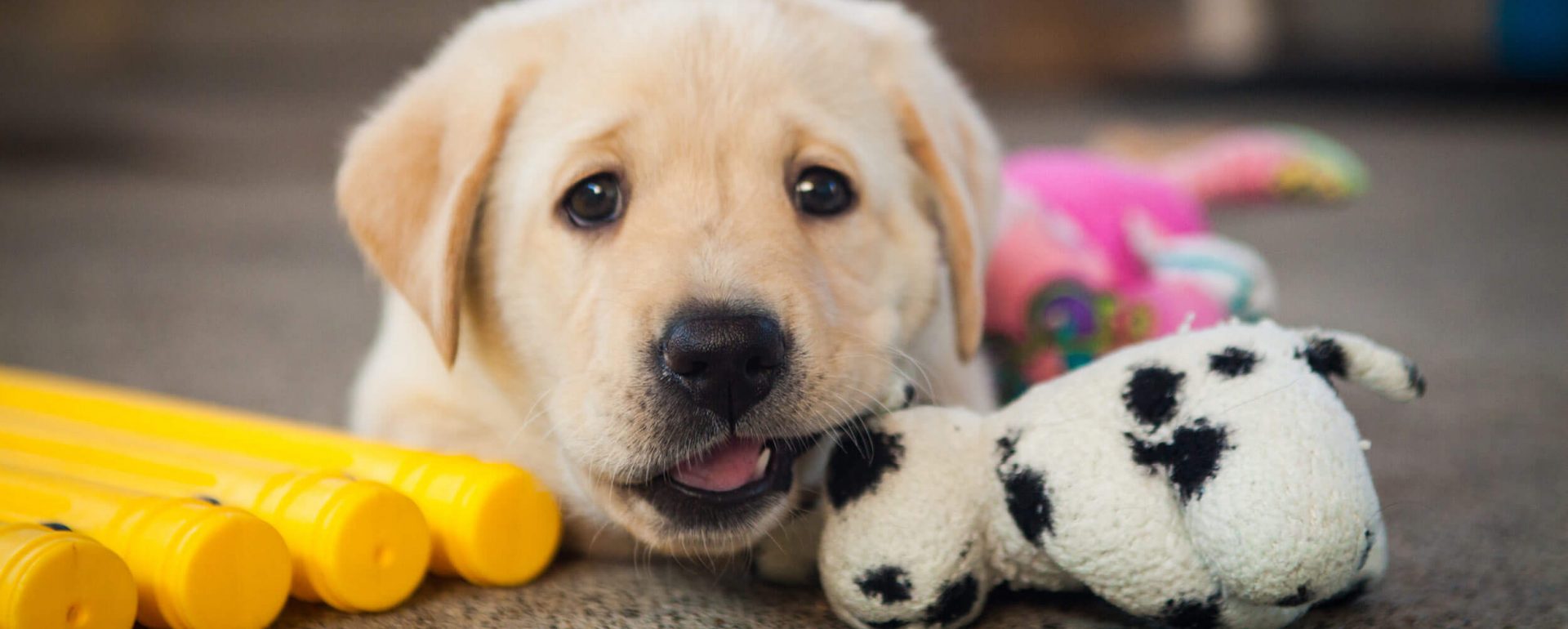 A close-up image of a young yellow Lab puppy looking at the camera and playing with tug toys in the puppy socialization yard on the San Rafael, CA campus