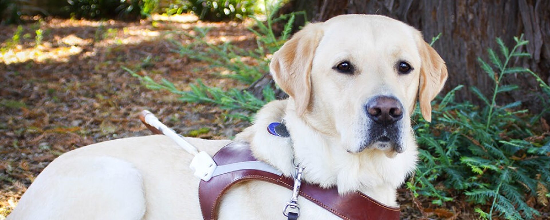 A yellow Lab guide dog