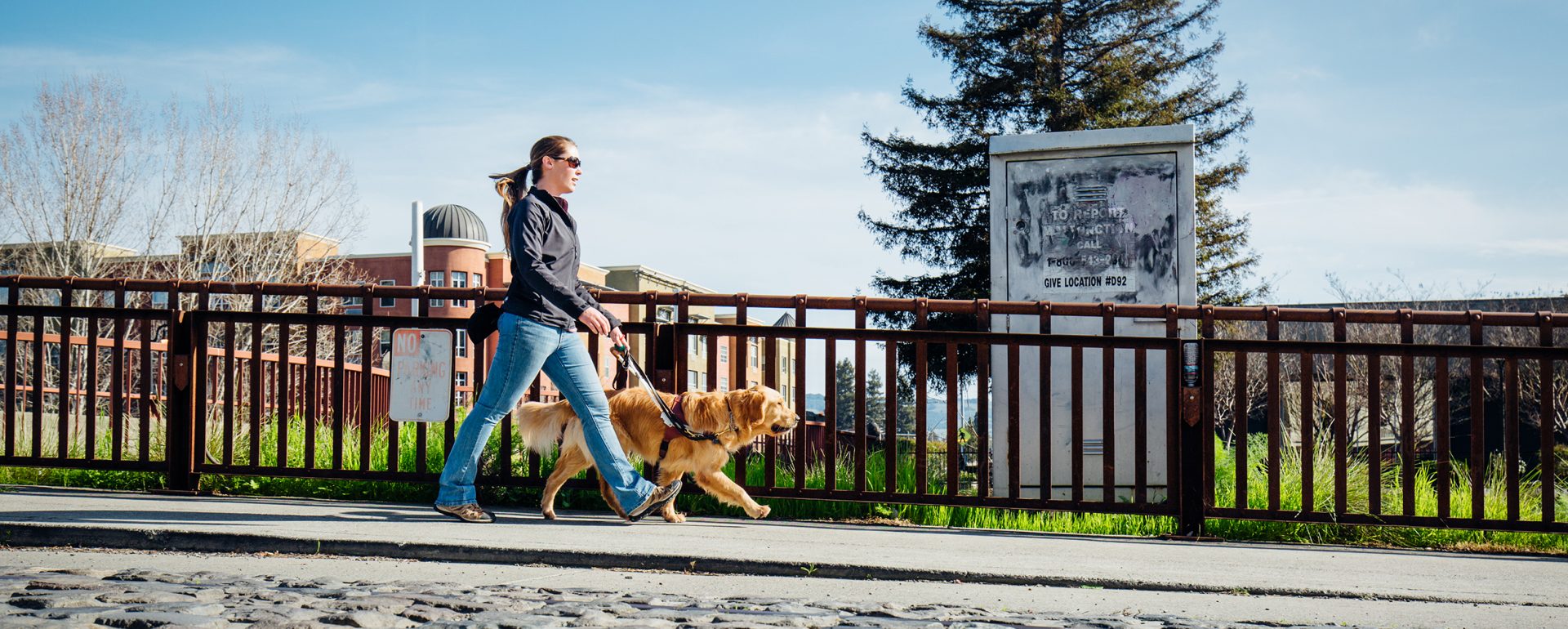 A GDB female guide dog instructor walks down the street with a Golden Retriever guide dog in training