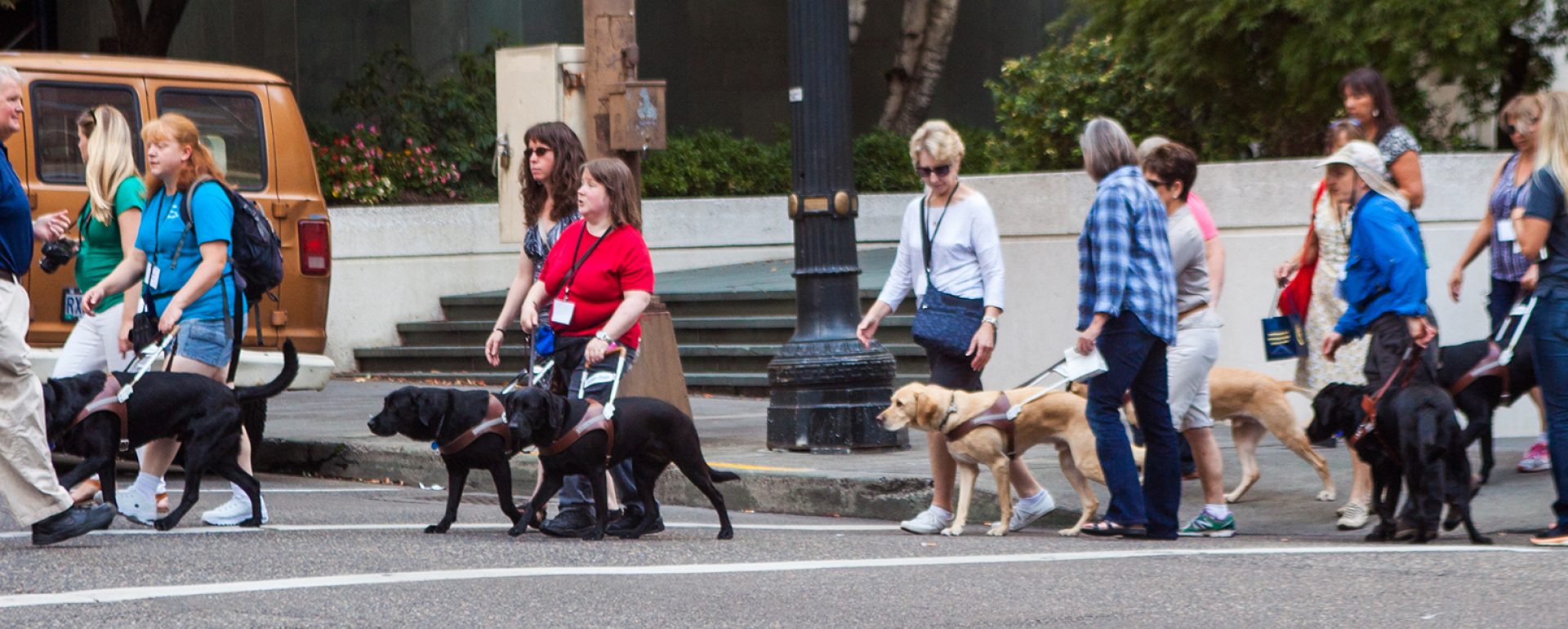 A group of several GDB graduates and their guide dogs cross a street in Portland