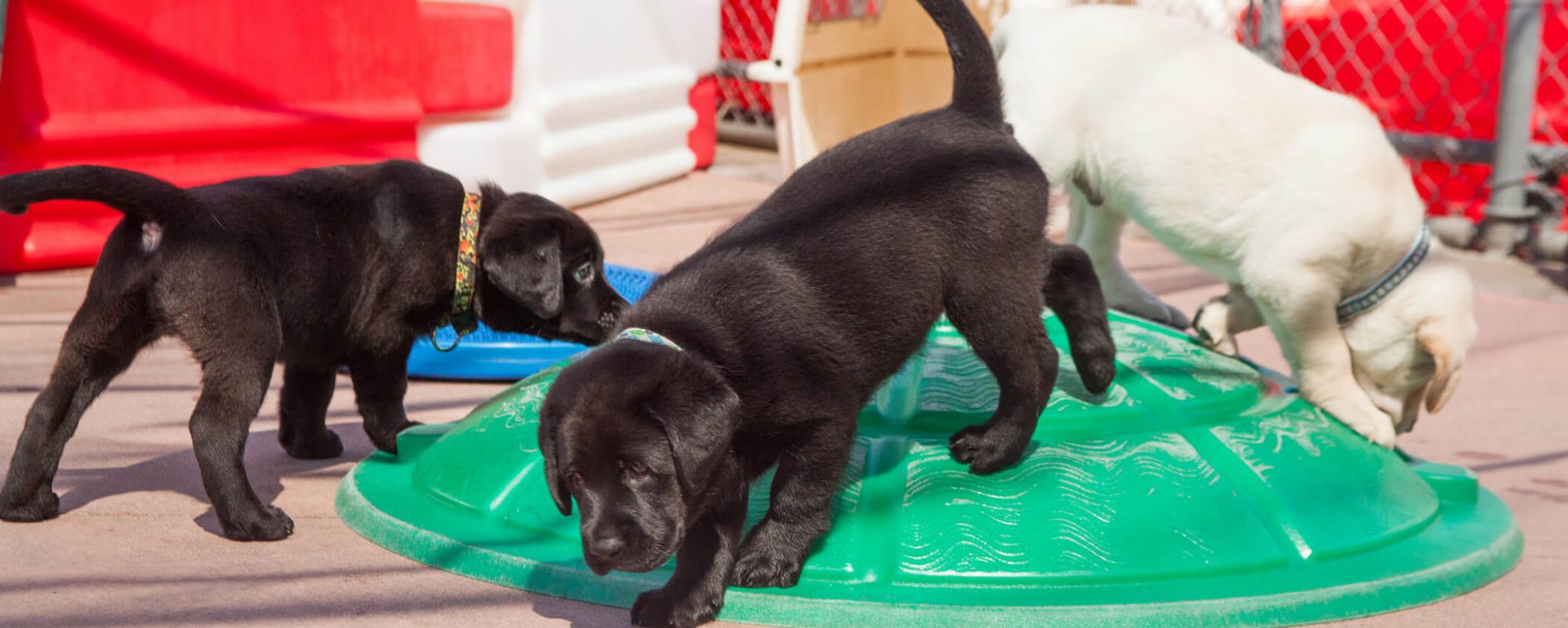 A young black Lab puppy climbs on a green plastic turtle shell (with two other pups) in the puppy socialization yard on the San Rafael, CA campus