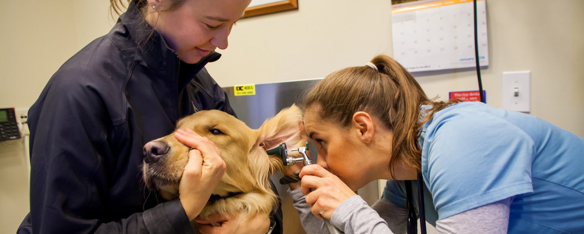 A female GDB staff veterinarian examines the ear of a Golden Retriever (whose face is being held by a volunteer) in the vet clinic