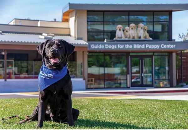A black Lab sits outside in front of the Puppy Center