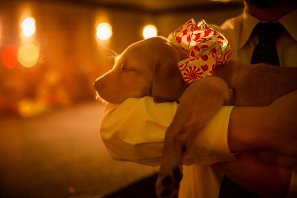 A person holds a sleeping Golden Retriever puppy in their arms. The pup has a large holiday bow around its neck and candles glow in the background.