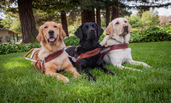 A trio of guide dog (Golden Retriever, black Lab and yellow Lab), sittin gon a green lawn with trees in the background.