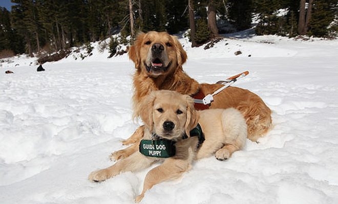 A Golden Retriever guide dog and Golden Retriever guide dog puppy sitting in the snow.
